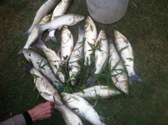 Cá trên suối Nậm Huống và ao người dân chết bất thường