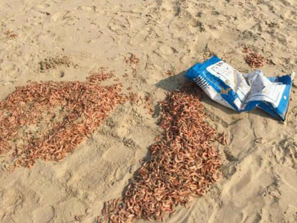 Xác tôm chết vứt bừa bải xuống bãi biển bốc mùi hôi thối