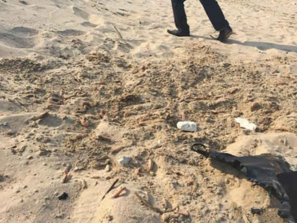 Ngoài vứt xuống bãi biển, người dân còn phát hiện cty này chôn tôm chết sơ sà