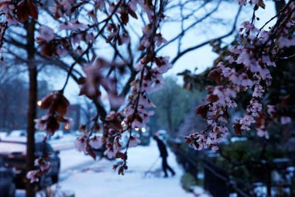 Băng tuyết phủ đầy trên cây đã bắt đầu nở hoa vào mùa xuân, khi mưa lạnh rơi trên Capitol Hill ở Washington. Ảnh: REUTERS / Jonathan Ernst