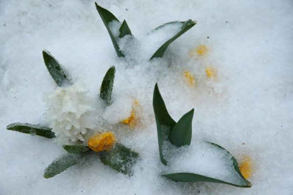 Những bông hoa vừa mới bắt đầu nở vào mùa xuân bị tuyết phủ kín trên đồi Capitol ở Washington. Ảnh: REUTERS / Jonathan Ernst
