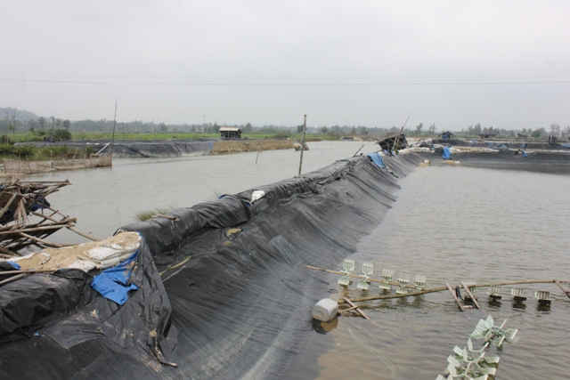 Hơn 50 hồ nuôi tôm phong trào lấn chiếm sông Kinh