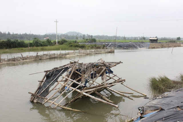 Cận cảnh một hồ nuôi tôm bị bỏ hoang trên sông Kinh