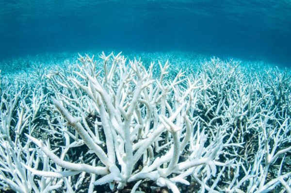 Hình ảnh san hô Great Barrier Reef ở Úc bị tẩy trắng gần Port Douglas vào ngày 20/2/2017. Ảnh: Greenpeace / Brett Monroe Garner