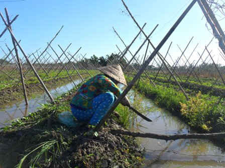 Nhiều hộ nông dân ở tỉnh Hậu Giang đã chuyển đổi diện tích trồng lúa sang trồng các loại cây trồng khác để thích ứng với tình hình hạn hán, xâm nhập mặn.
