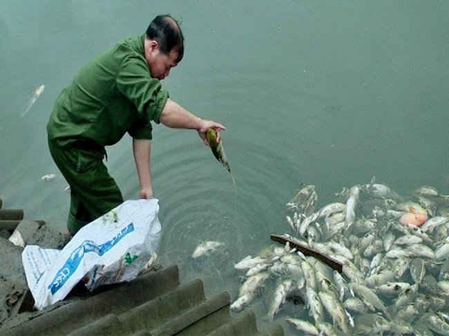 Người dân đang thu gom cá chết trong ao của nhà mình