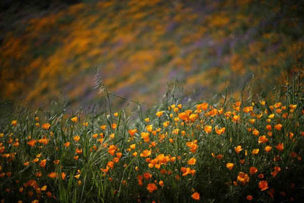 Hoa dại mùa xuân nở do mùa đông ẩm ướt ở Hồ Elsinore, California, Mỹ. Ảnh: Lucy Nicholson / Reuters