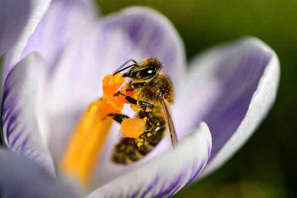 Con ong ẩn mình bên trong một bông hoa ở Unteruhldingen, Đức. Ảnh: Felix Kastle / AFP / Getty Images