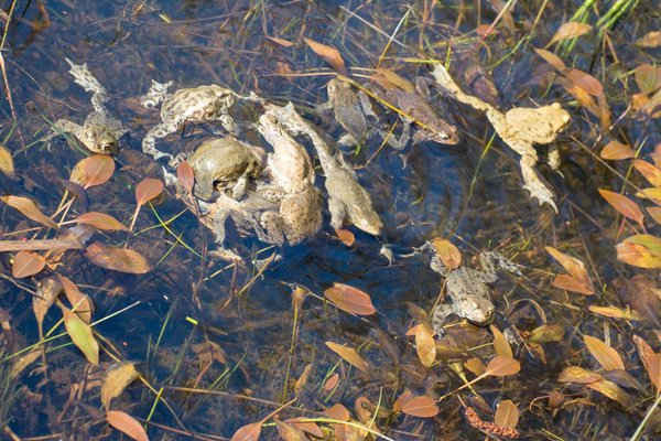 Những con cóc giao phối trong hồ nước ở Decoy Heath, Aldermaston, Anh. Ảnh: Gillian Pullinger / Alamy