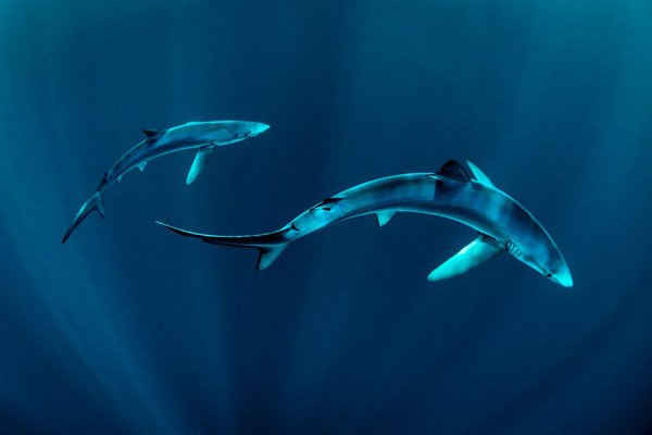 Hai con cá mập xanh bơi ở bờ biển phía Tây của Ai Len. Cá mập được giới thiệu trong một loạt phim mới “Wild Ireland: The Edge of the World” của hãng BBC. Ảnh: George Karbus / Crossing the Line