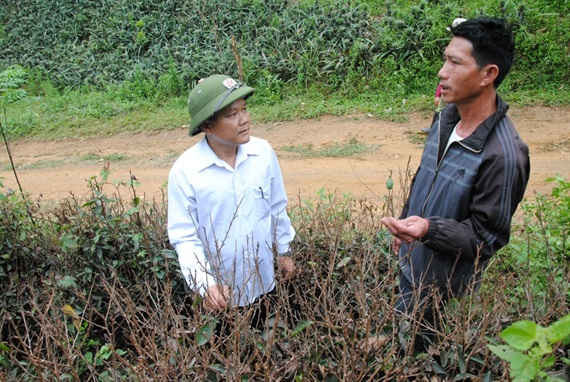 Không chỉ dứa, nhiều diện tích chè Shan Tuyết cũng bỗng dựng rụng lá, chết khô