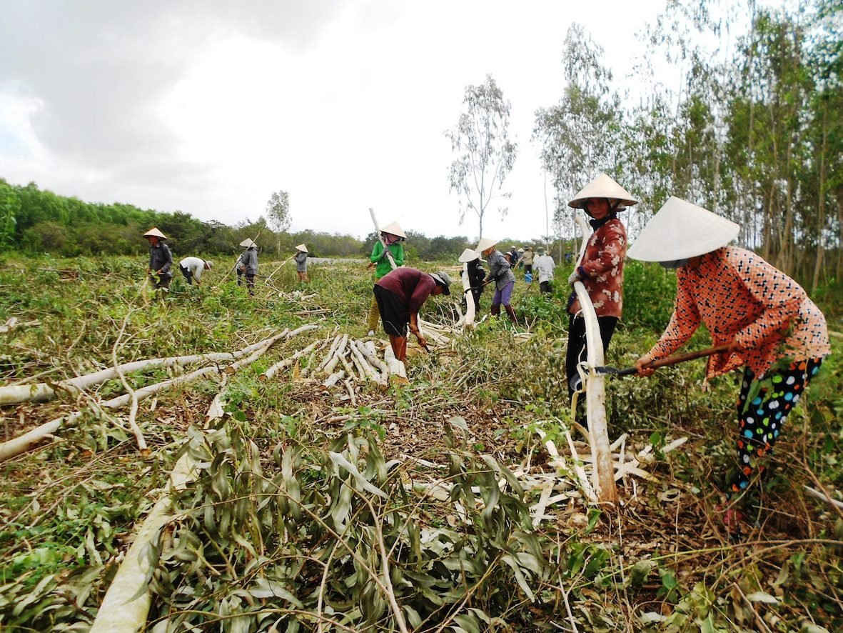 Tình hình vi phạm các thủ tục về điều kiện khai thác, vận chuyển gỗ rừng trồng tại nhiều địa phương trong tỉnh diễn ra khá phổ biến. Trong ảnh: Khai thác, vận chuyển gỗ keo ở xã Canh Thuận (Vân Canh).