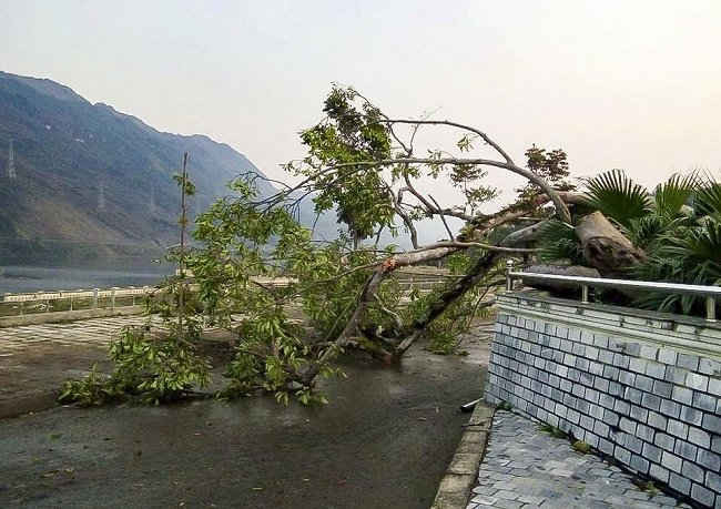 Một số cây cối lớn trên địa bàn cũng đã bị giông lốc quật đổ.