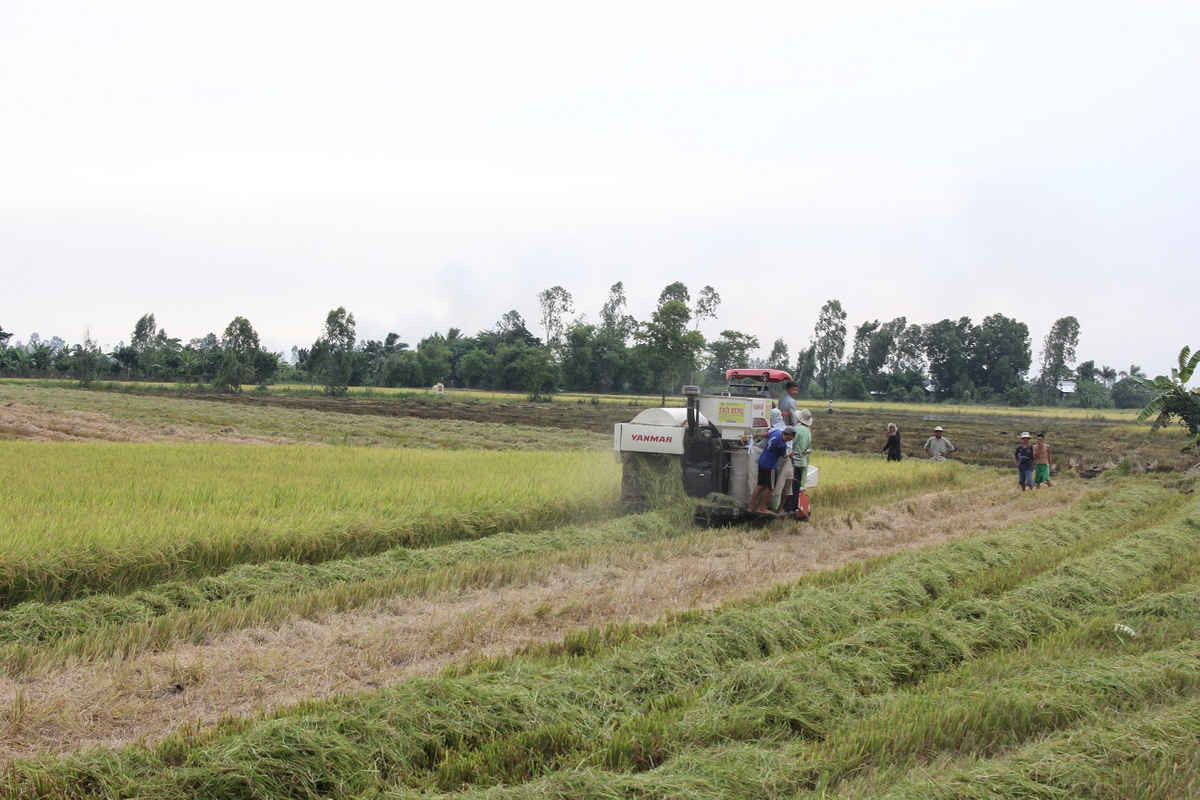 Nhiều nông dân ĐBSCL đã đựơc vay vốn hỗ trợ mua máy móc trong thu hoạch lúa