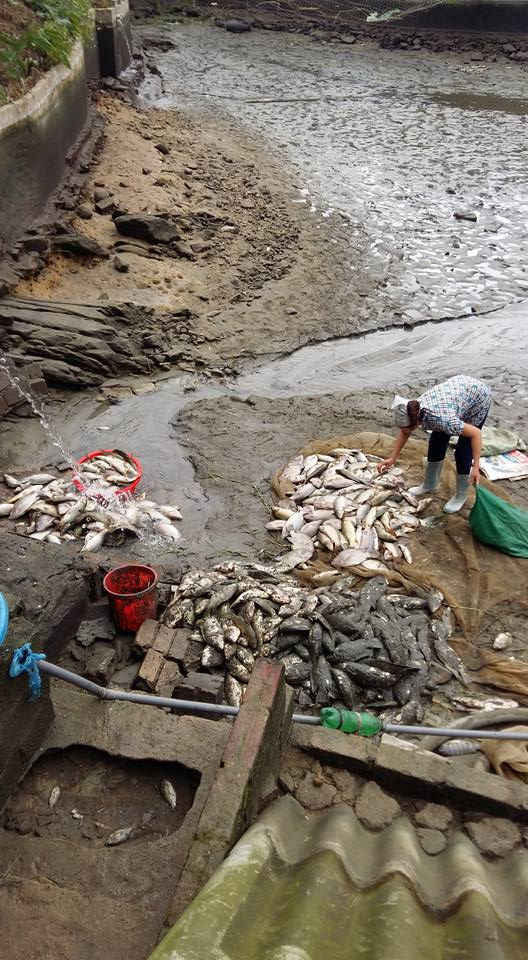 Người dân thôn Tân Lợi, xã Xuân Giao, huyện Bảo Thắng ( tỉnh Lào Cai) vớt cá bị chết do ô nhiễm nguồn nước do sự cố nhà máy phân bón DAP số 2 Lào Cai 