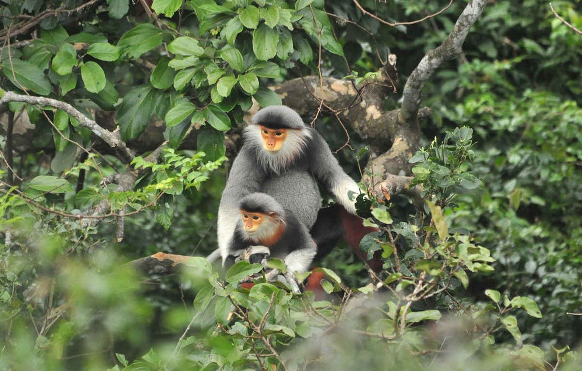Việc phát triển du lịch ồ ạt ở bán đảo Sơn Trà sẽ làm ảnh hưởng lớn đến loài linh trưởng bảo vệ khẩn cấp trong sách đỏ