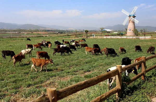 Tháng 3/2017 tại TP. Đà Lạt, Lâm Đồng, Vinamilk cũng đã chính thức khánh thành trang trại bò sữa Organic tiêu chuẩn châu Âu đầu tiên tại Việt Nam có tổng vốn đầu tư hơn 200 tỷ đồng