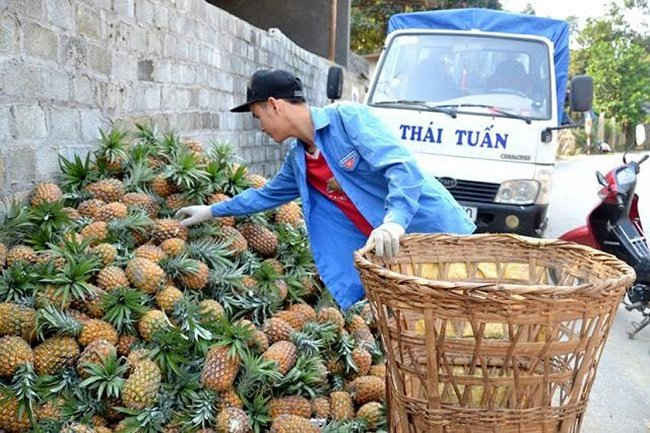 Người dân đang thu hái dứa thối để bán cho công ty Kim Sơn