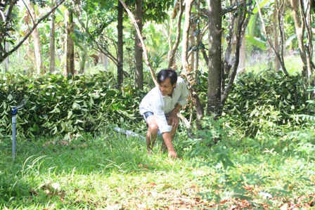  Hiện nay nhiều hộ làm vườn ở xã Thanh Bình và Quới Thiện đầu tư hệ thống tưới tiết kiệm nước như vườn cây của ông Võ Trí Hiếu.