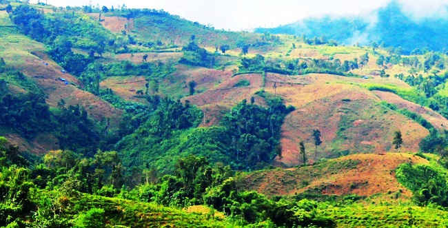 Tình trạng phá rừng ở Mường Nhé có chiều hướng ngày càng phức tạp.