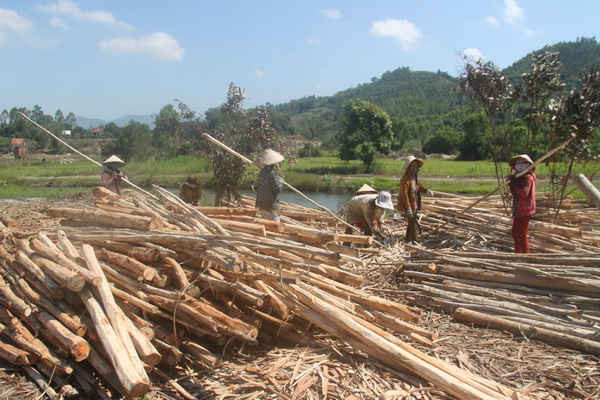 Người dân huyện miền núi Sơn Hoà phấn khởi khai thác rừng trồng