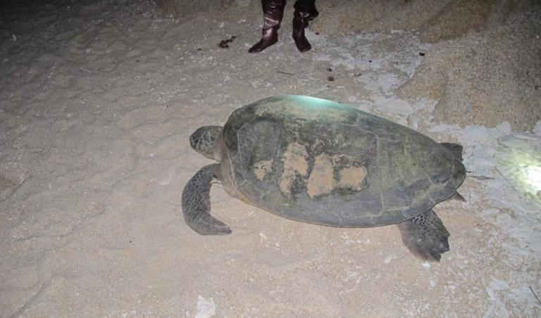 Một con rùa tại biển Hòn Cau. Ảnh: IUCN