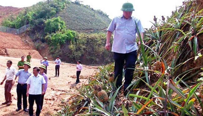 Ông Lê Ngọc Hưng, Phó Chủ tịch UBND tỉnh Lào Cai đi thị sát các đồi dứa bi héo, thối.