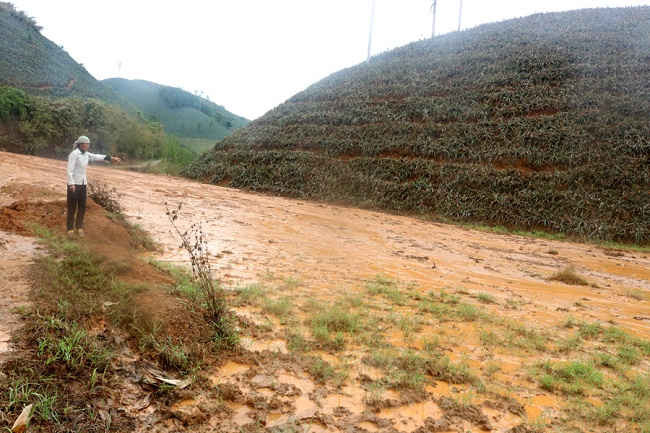Một đồi dứa của người dân bị thối hỏng bên cạnh đường xả nước thải của nhà máy luyện kim loại mầu của Công tyCP Tứ Đỉnh  