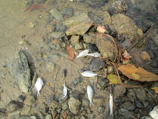 Cá chết trôi dạt vào bờ gần vùng cảng Chân Mây