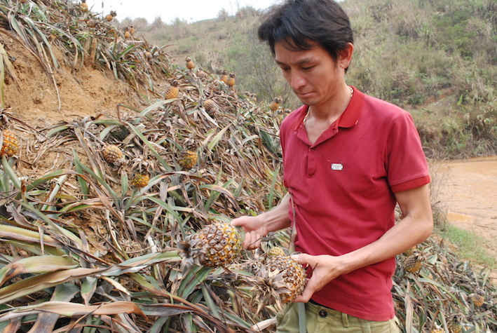 Anh Lìu Văn Tải, thôn km 15 xã Bản Lầu xót xa đưa những quả dứa rất to bị thối nõn quả không bán được cho PV xem 
