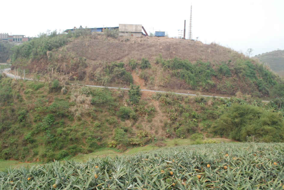 Xót xa nhìn những đồi dứa ở thôn Km 15 xã Bản Lầu chín vàng bị thối quả phải bỏ đi không tiêu thụ được. 