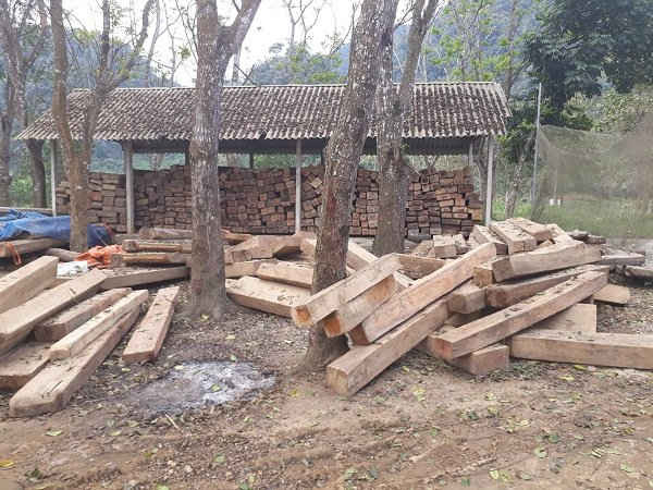 Ba cán bộ Trạm quản lý, bảo vệ rừng Na Ngoi- Nậm Càn bị kỷ luật vì để mất 36 cây sa mu dầu quý hiếm
