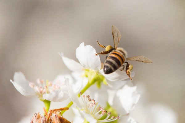 Một con ong mật thu hoạch phấn hoa từ nụ hoa nở ở Anh. Ảnh: Andy Dean Photography / Alamy