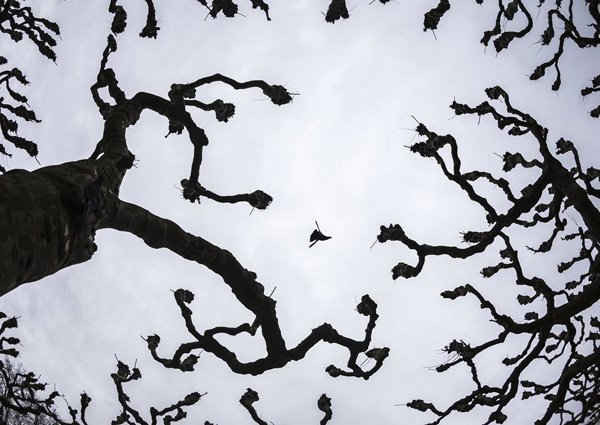 Một chú chim bồ câu bay trên các cành cây platanus ở Frankfurt, Đức. Ảnh: Frank Rumpenhorst / AP