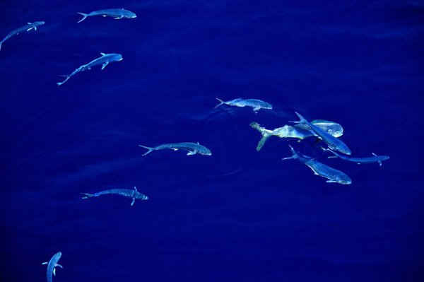 Cá heo, còn được gọi là Mahi-mahi ở Biển Đông. Ảnh: Zhang Jiansong / Tân Hoa Xã / Barcroft Images