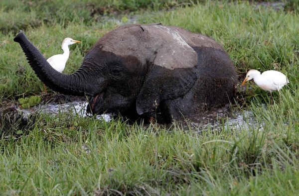 Chú voi con ăn trong đầm lầy tại vườn quốc gia Amboseli, Kenya. Ảnh: Goran Tomasevic / Reuters