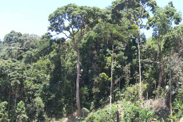 Việc chi trả DVMTR có ý nghĩa hết sức quan trọng đối với công tác bảo vệ rừng