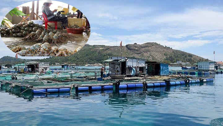 Tình trạng nuôi trồng thủy sản tự phát đã diễn ra trên nhiều địa phương ven biển Quảng Ngãi, tỉnh vẫn chưa tìm được giải pháp ngăn chặn hữu hiệu