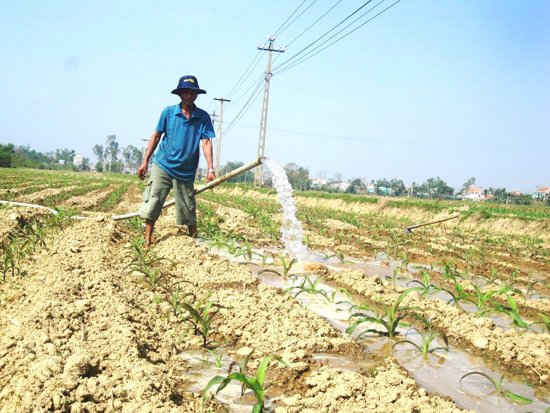 Theo báo cáo của Chi Cục Thủy lợi, Sở Nông nghiệp và Phát triển Nông thôn Đà Nẵng  thì vụ Đông - Xuân năm 2013 có 500 ha diện tích phải chống hạn với kinh phí chống hạn là 1,777 tỷ đồng