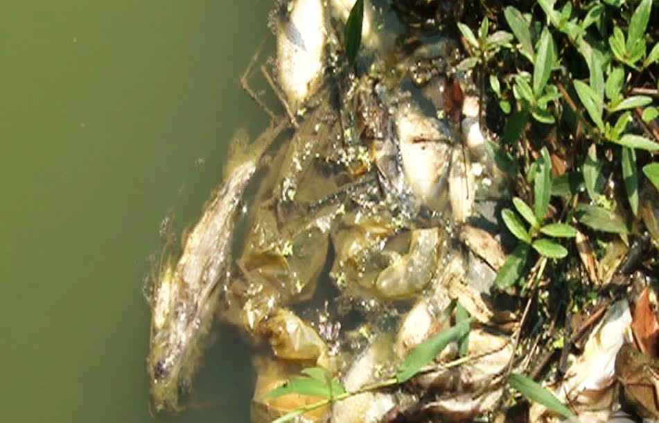 Cá chết hàng loạt trên sông Sài Gòn: Vớt được khoảng 2 tấn