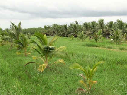 Trồng dừa xen trồng cỏ nuôi bò ở huyện Ba Tri.