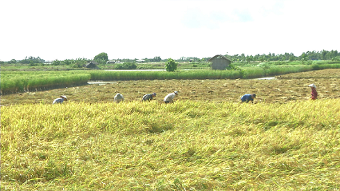 Thu hoạch lúa sạch ở xã An Nhơn, huyện Thạnh Phú.
