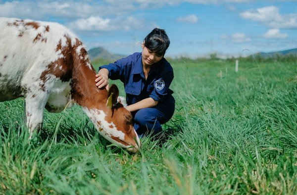 Quy trình chăm sóc bò sữa “3 không” tại Trang trại bò sữa Vinamilk Organic 