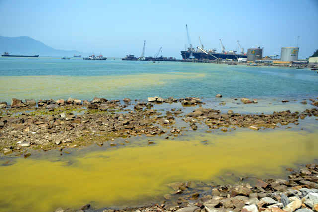 Hiện tượng nước màu vàng ở vùng biển Phú Lộc- Thừa Thiên Huế là do Tảo Giáp Gonyaulax polygramma phát triển mạnh