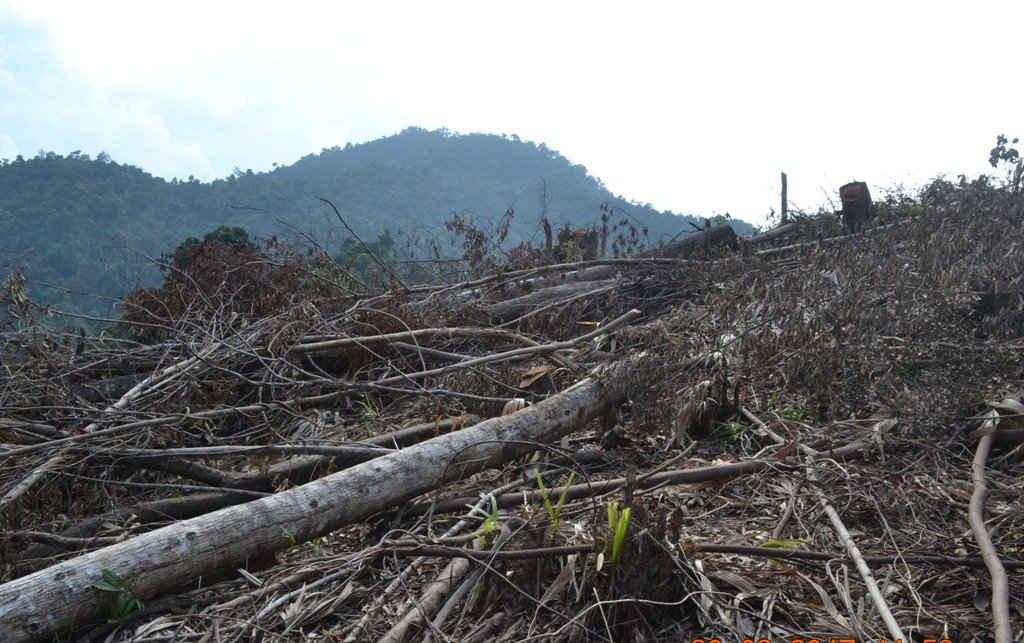Diện tích rừng cây tự nhiên đã bị chặt phá trên đèo Mũi Trâu này cũng lên tới gần chục héc ta