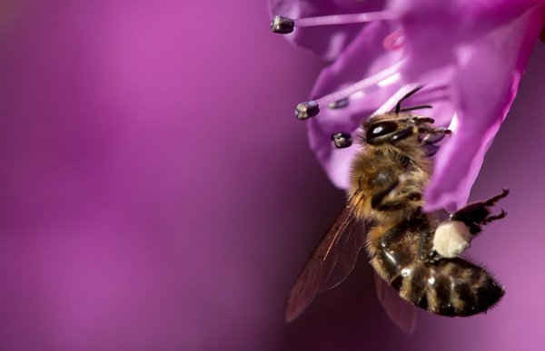 Một con ong thu phấn hoa ở Munich, Đức. Ảnh: Sven Hoppe / AFP / Getty Images