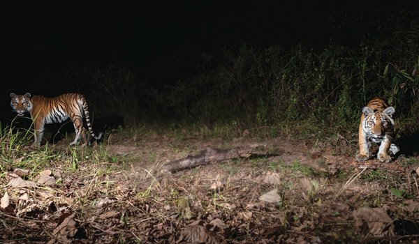 Hai con hổ con được bẫy camera chụp ảnh ở phía Đông Thái Lan. Ảnh: Dnp- Handout/EPA