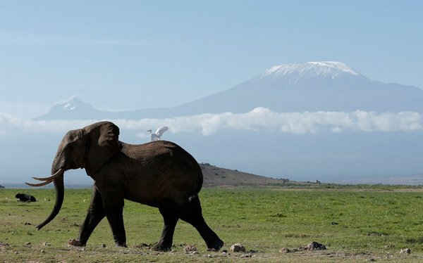 Một con voi đi bộ trước Mount Kilimanjaro trong vườn quốc gia Amboseli, Kenya. Ảnh: Goran Tomasevic / Reuters