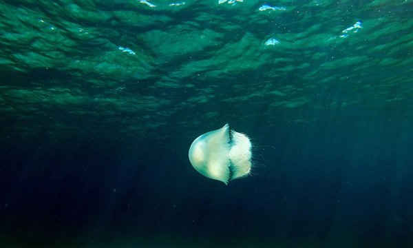 Một con sứa bơi ra khỏi Protaras trên bờ biển phía Nam của Síp. Ảnh: Emily Irving-Swift / AFP / Getty Images