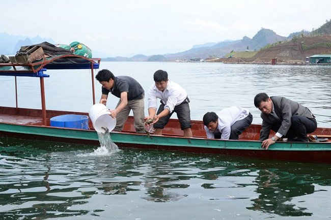 460kg cá giống các loại như cá mè, cá trôi, cá trắm, cá chép,,, đã được thả xuống lòng hồ thủy điện Sơn La